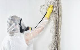 Best Mold Remediation for Healthcare Facilities  in Salem, IL